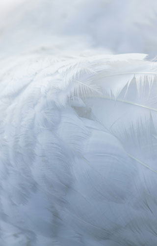 Feather wings